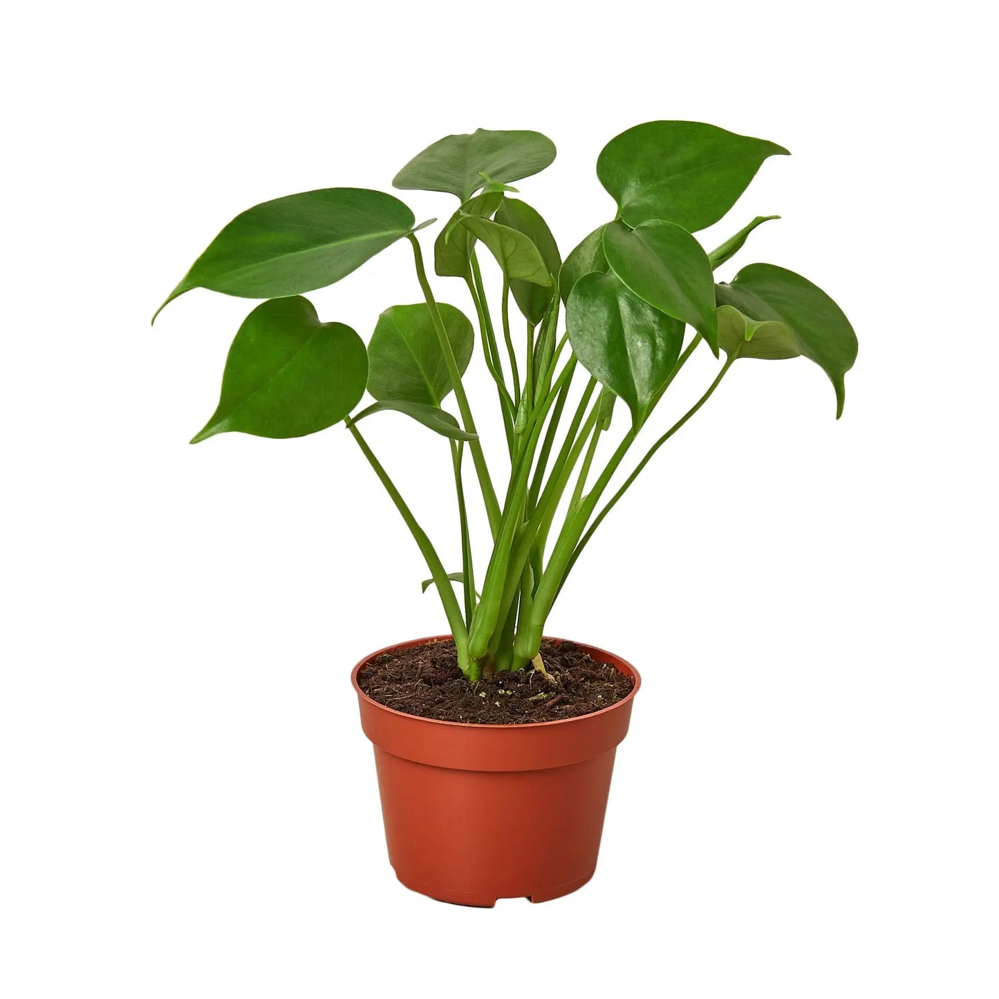 Philodendron Monstera Split-Leaf Philodendron Monstera Split-Leaf HouseplantExperience.com