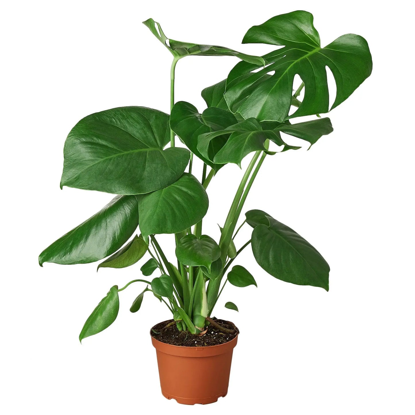 Philodendron Monstera Split-Leaf Philodendron Monstera Split-Leaf HouseplantExperience.com