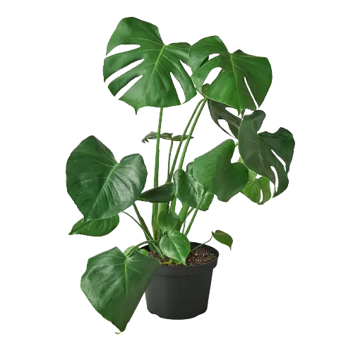 Philodendron Monstera Split-Leaf Philodendron Monstera Split-Leaf HouseplantExperience.com
