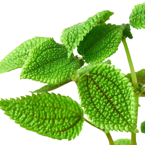 Pilea 'Moon Valley' Pilea 'Moon Valley' HouseplantExperience.com