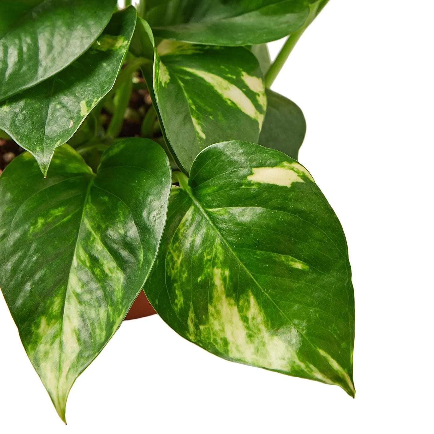 Pothos Golden Pothos Golden HouseplantExperience.com