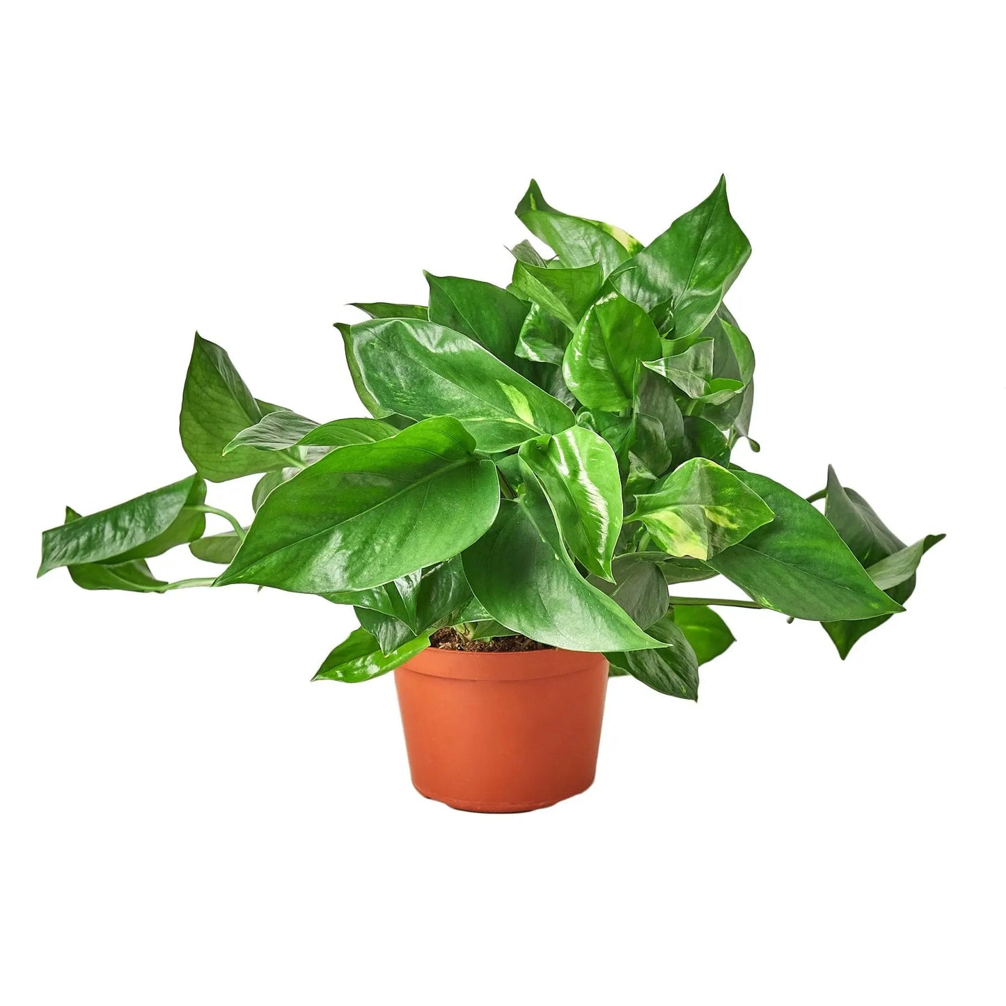 Pothos Golden Pothos Golden HouseplantExperience.com