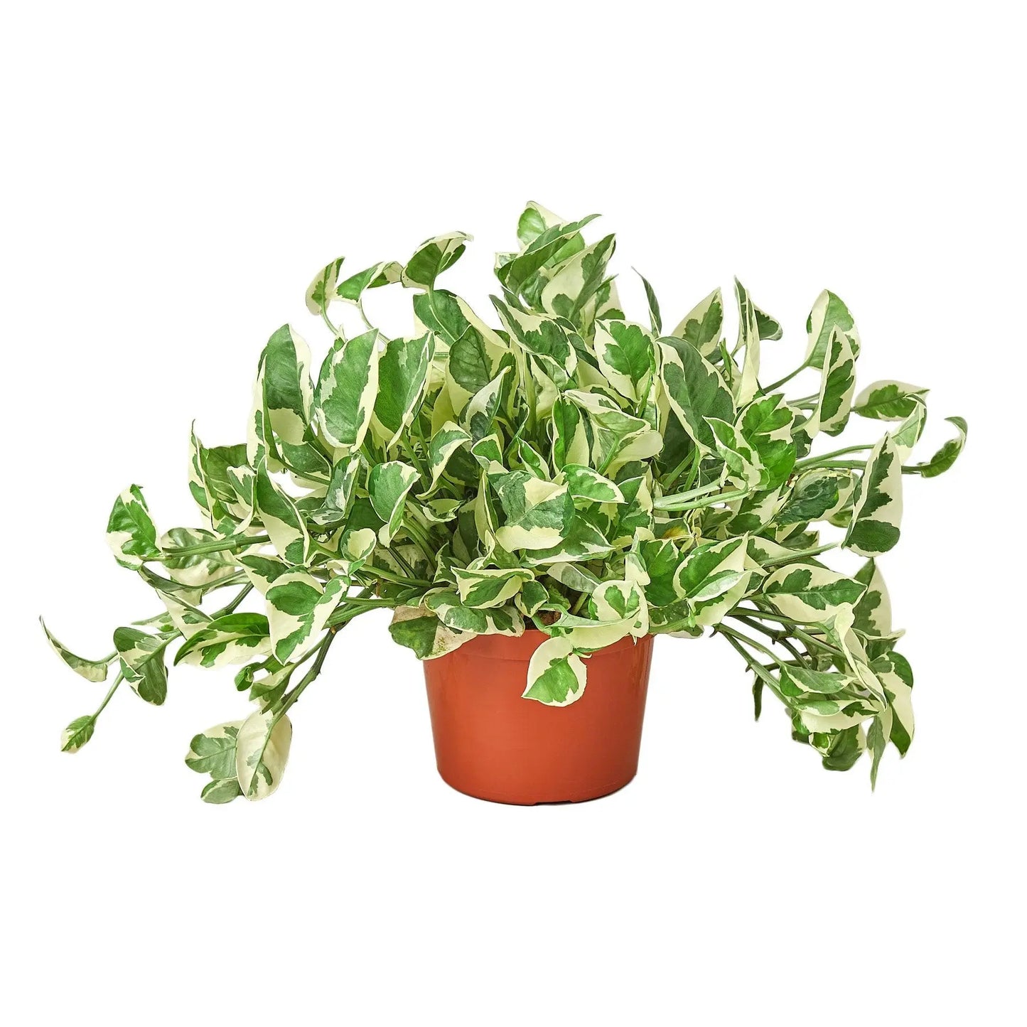 Pothos N'joy Pothos N'joy HouseplantExperience.com