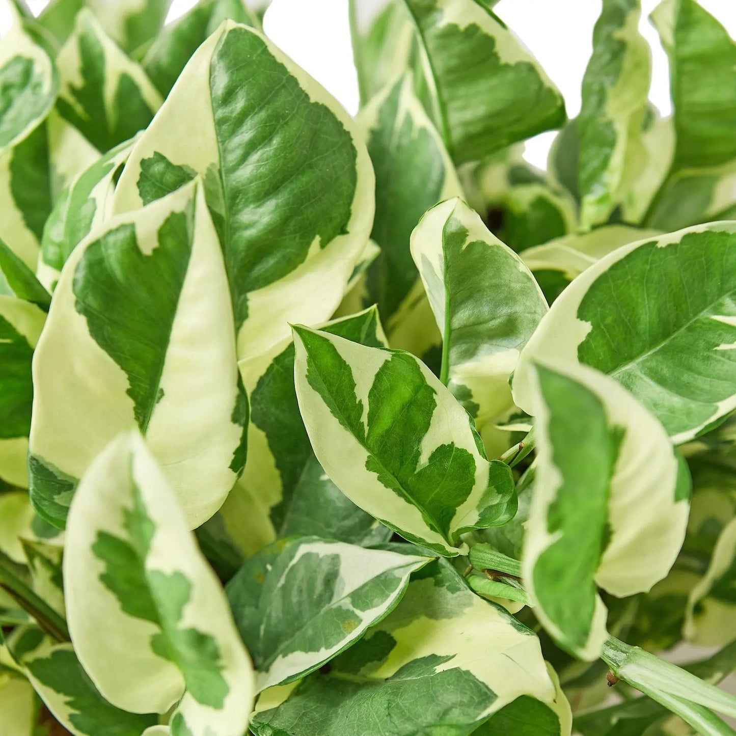 Pothos N'joy Pothos N'joy HouseplantExperience.com