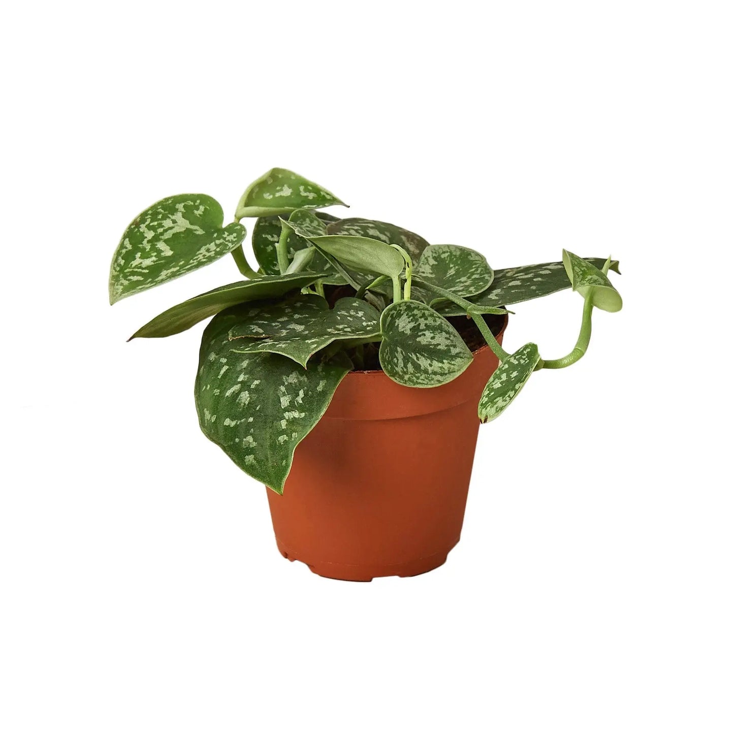 Pothos Satin Pothos Satin HouseplantExperience.com