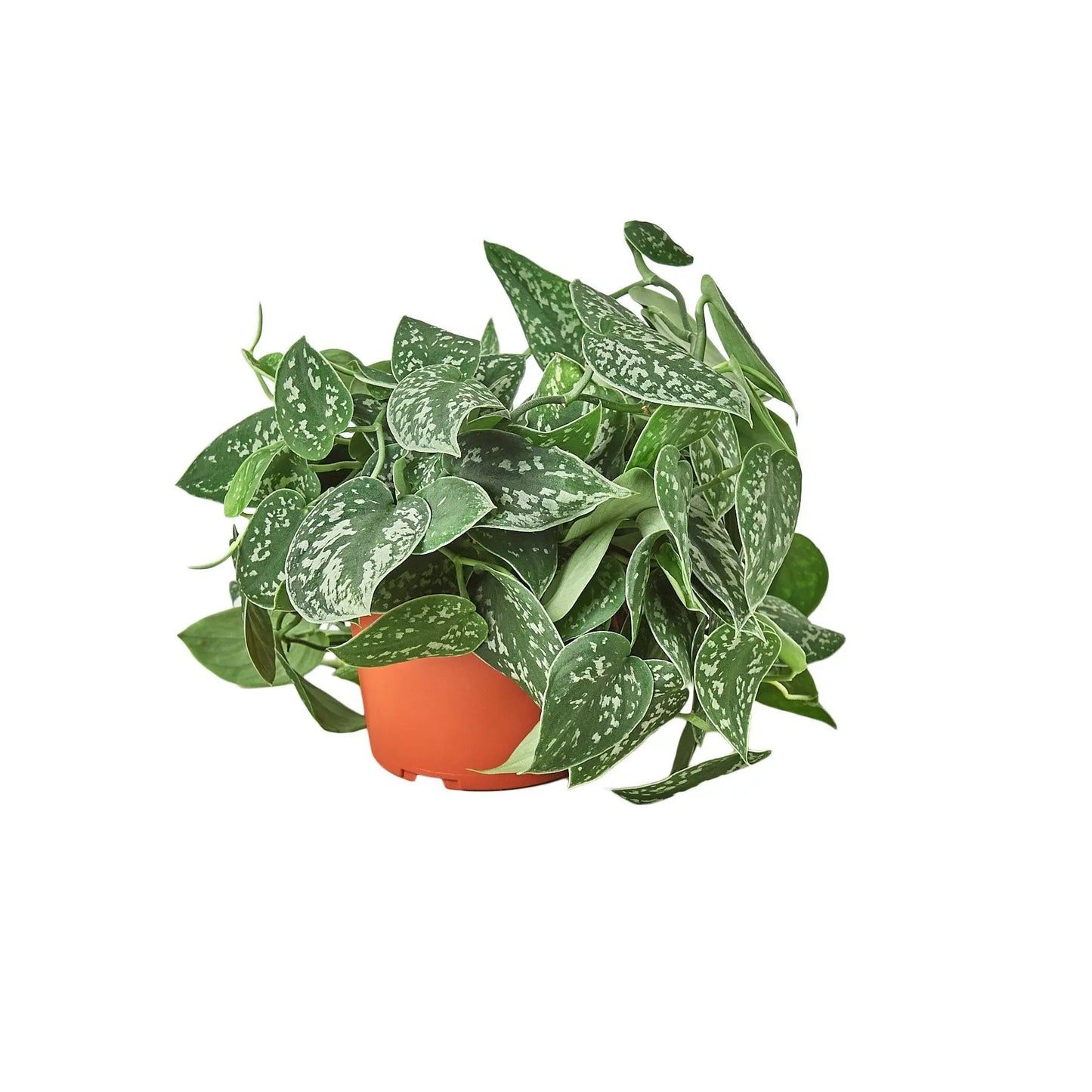 Pothos Satin Pothos Satin HouseplantExperience.com