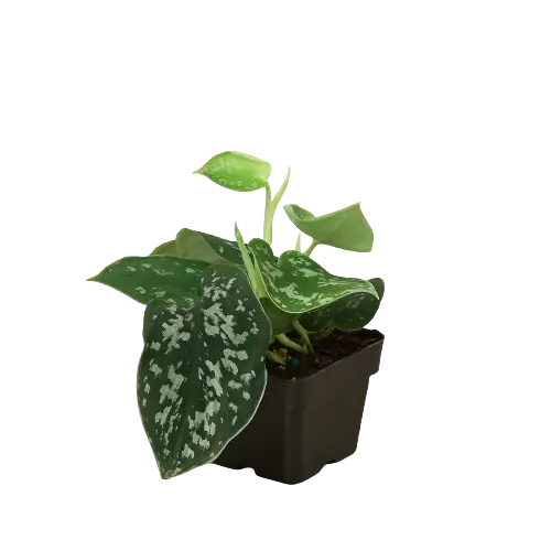 Pothos Satin Pothos Satin HouseplantExperience.com