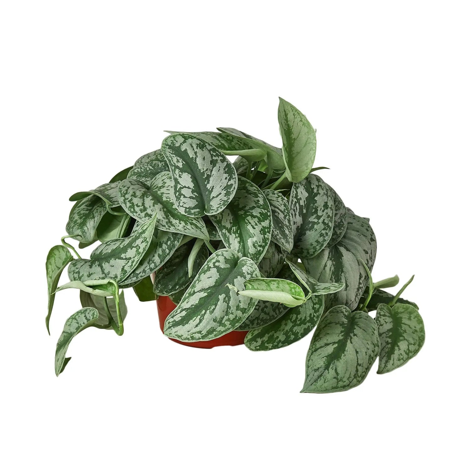 Pothos 'Silver Splash' Pothos 'Silver Splash' Scindapsus Pictus 'Exotica' HouseplantExperience.com