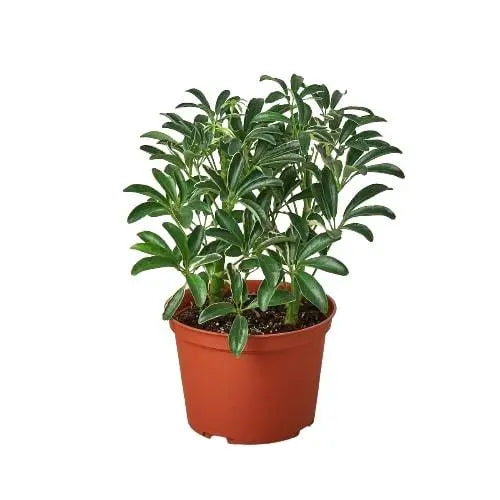 Schefflera Moondrop 'Umbrella Plant' HouseplantExperience.com