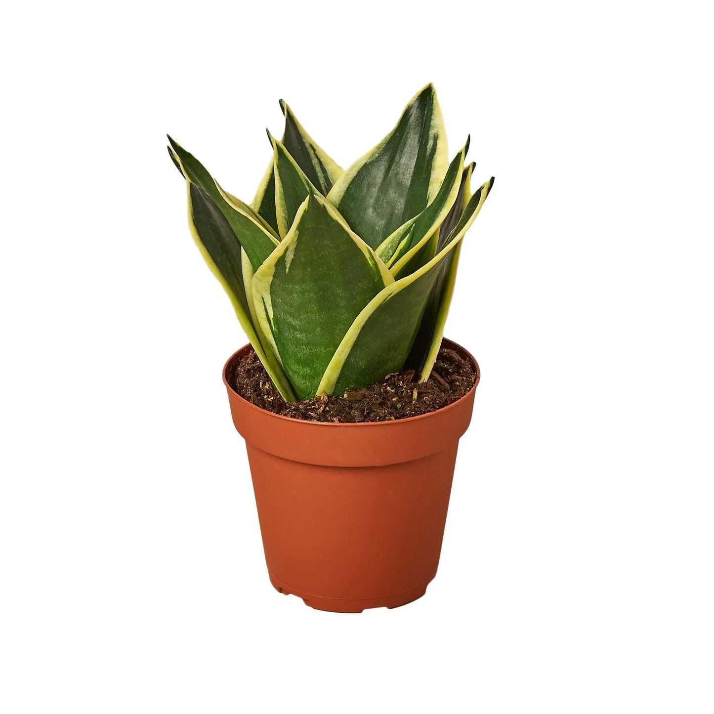 Snake Plant Black Gold HouseplantExperience.com