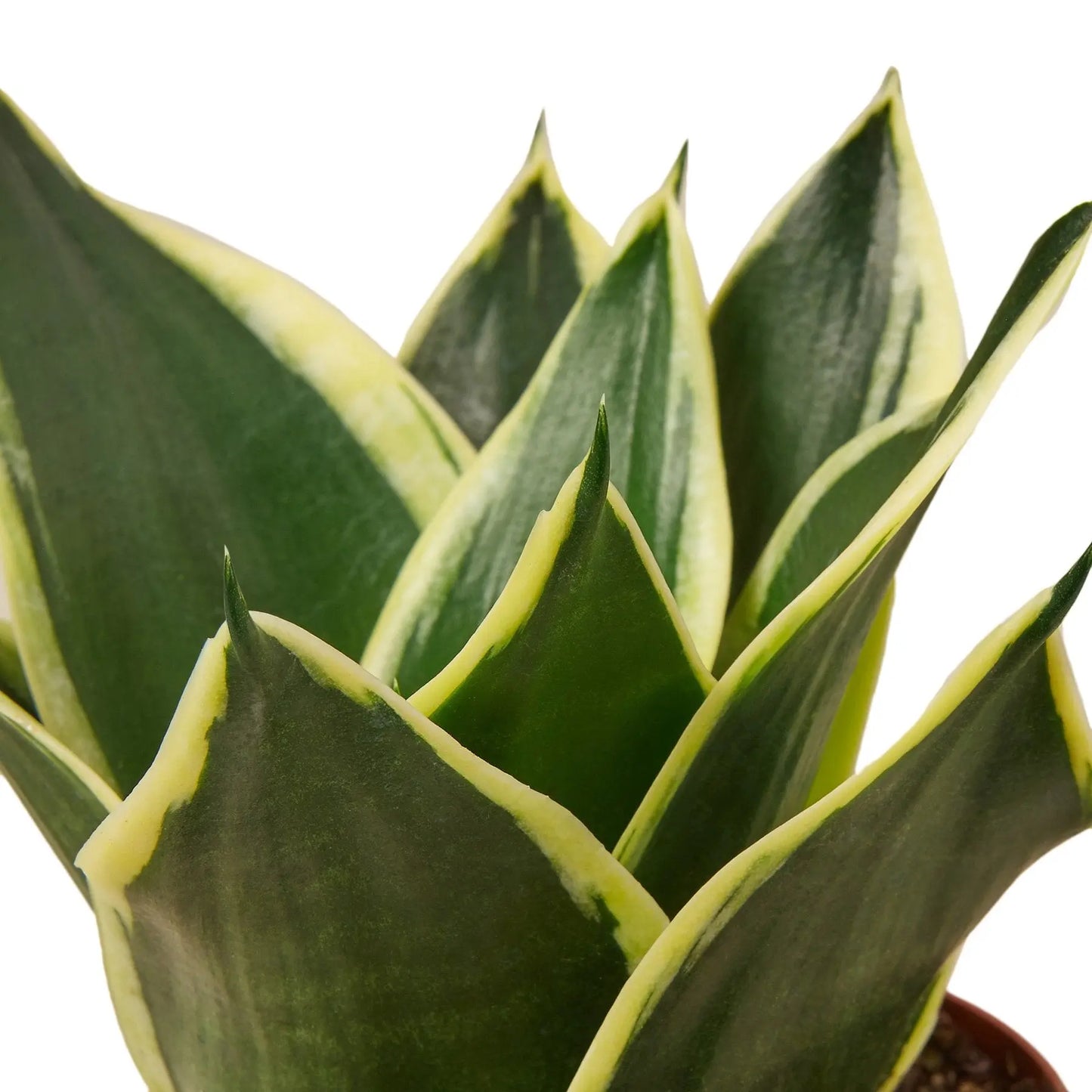 Snake Plant Black Gold HouseplantExperience.com