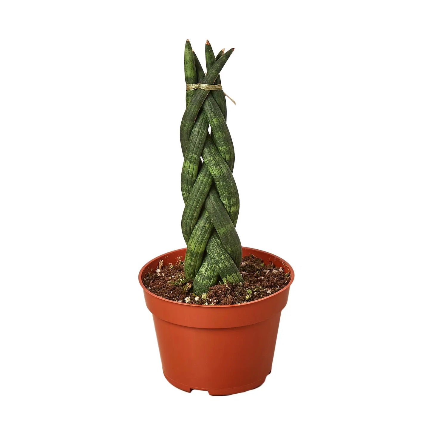 Snake Plant Braided HouseplantExperience.com