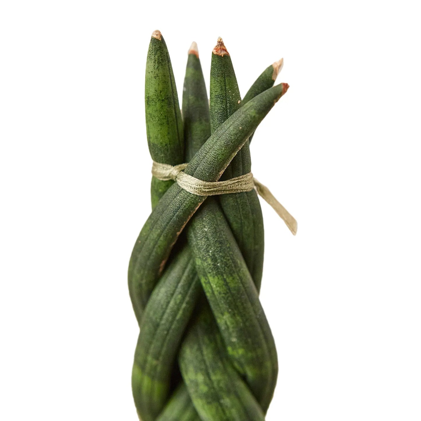 Snake Plant Braided HouseplantExperience.com