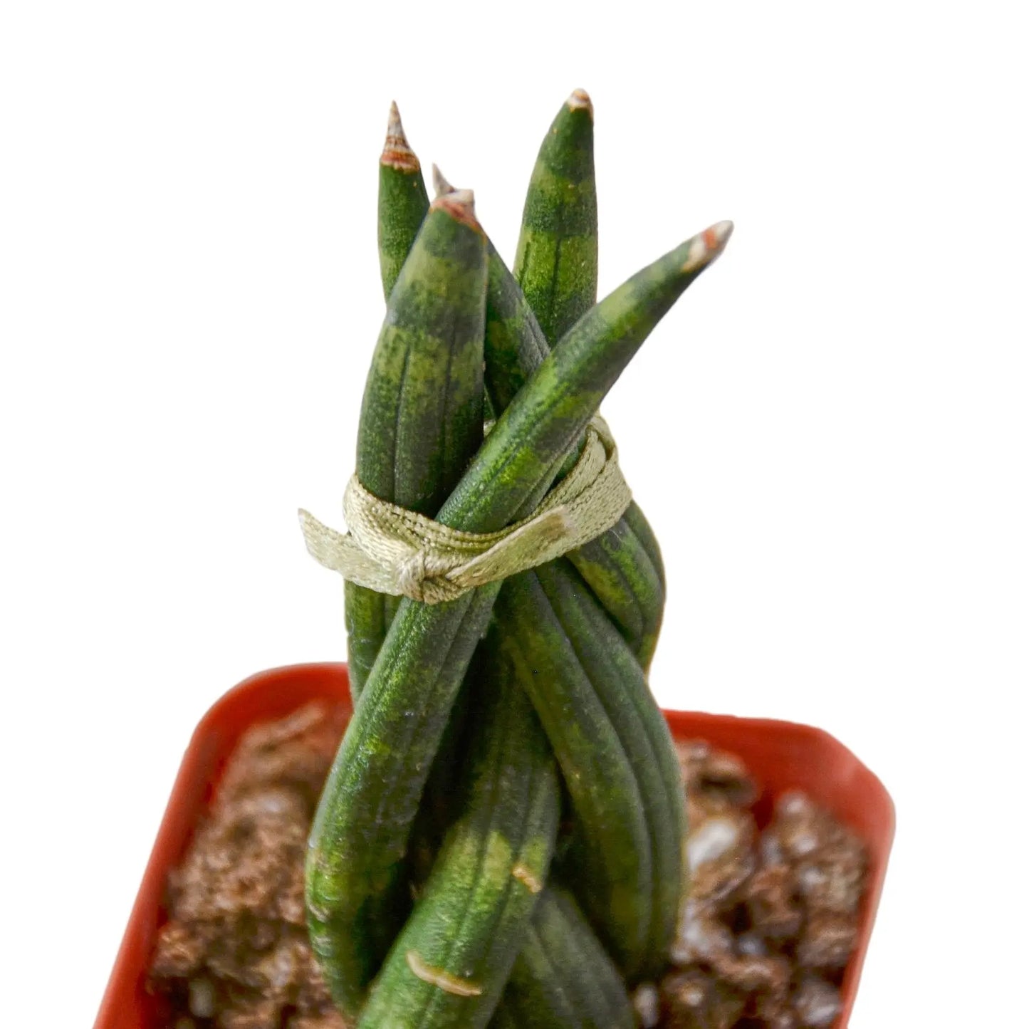 Snake Plant Braided HouseplantExperience.com