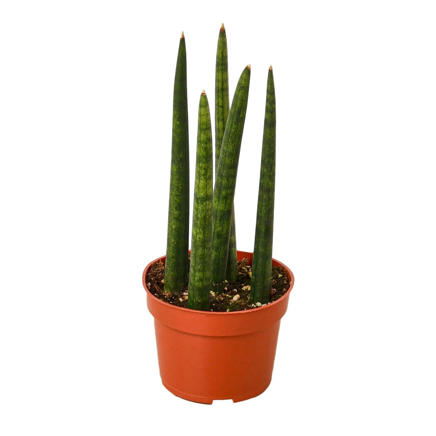 Snake Plant Cylindrica HouseplantExperience.com
