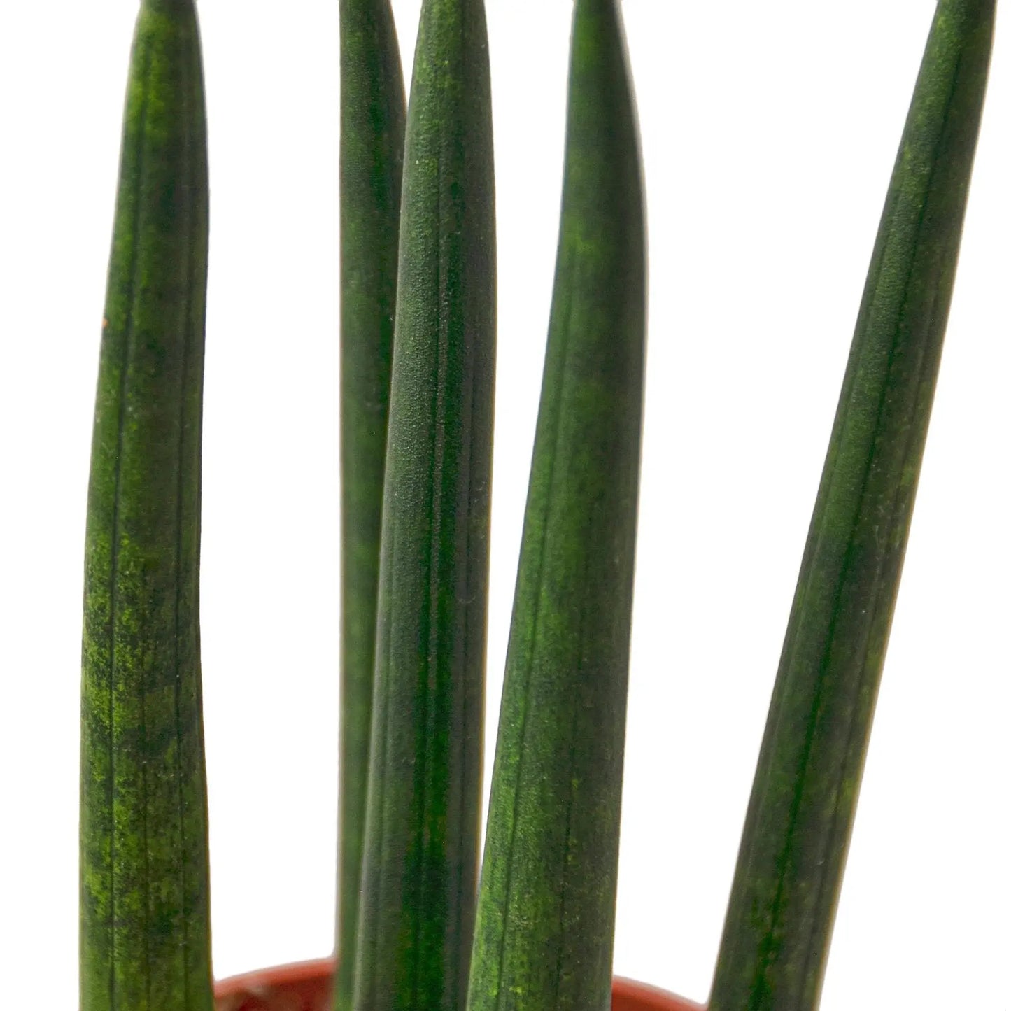 Snake Plant Cylindrica HouseplantExperience.com