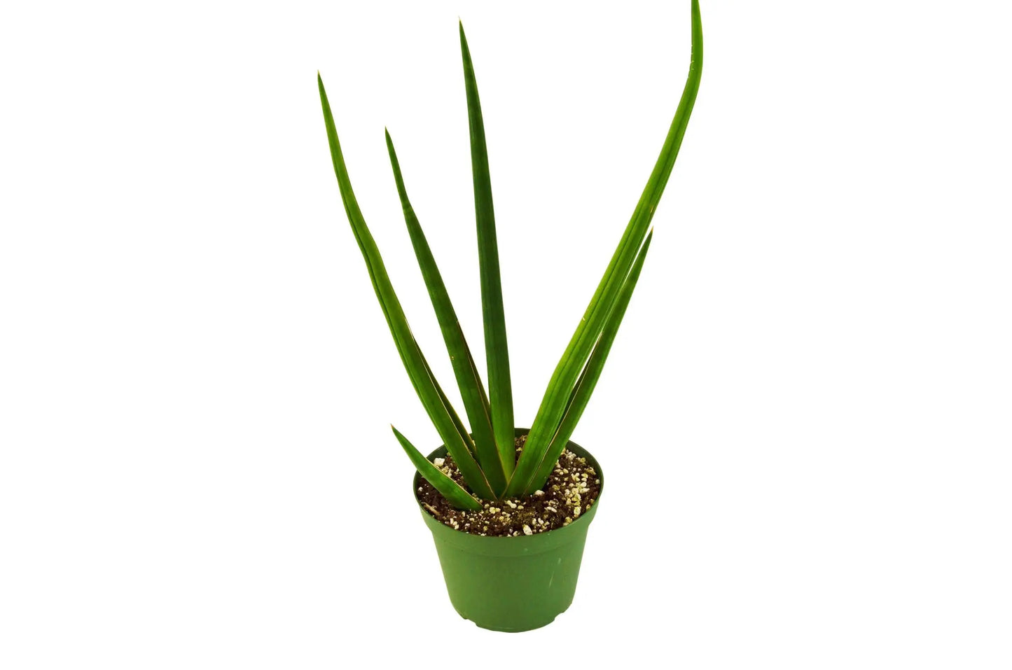 Snake Plant Cylindrica HouseplantExperience.com
