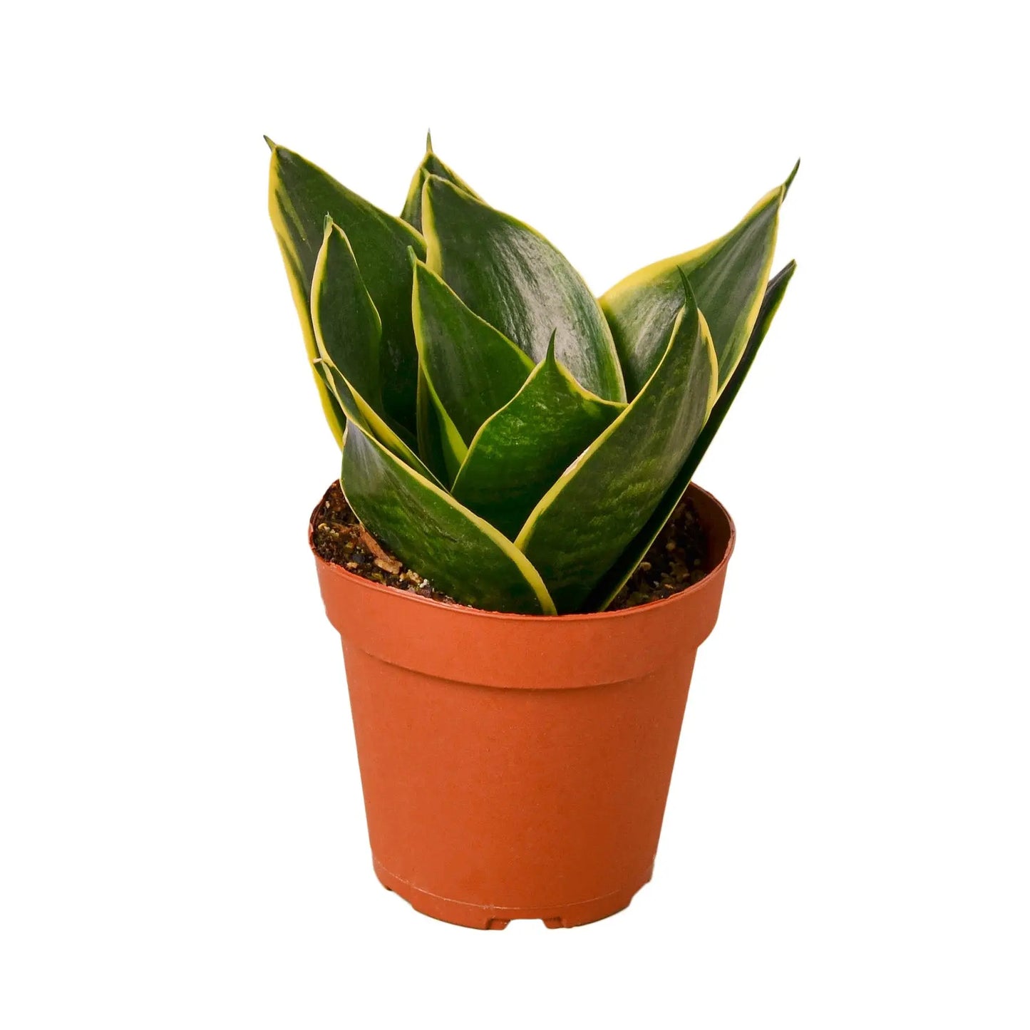 Snake Plant Emerald Star Snake Plant Emerald Star HouseplantExperience.com