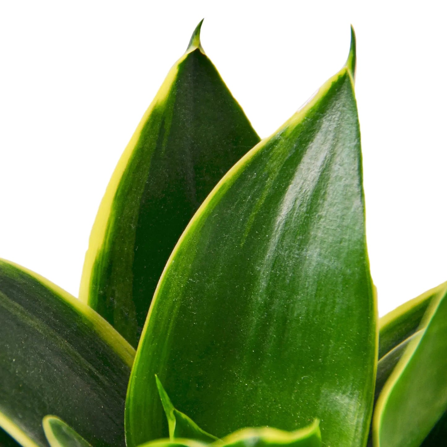 Snake Plant Emerald Star Snake Plant Emerald Star HouseplantExperience.com