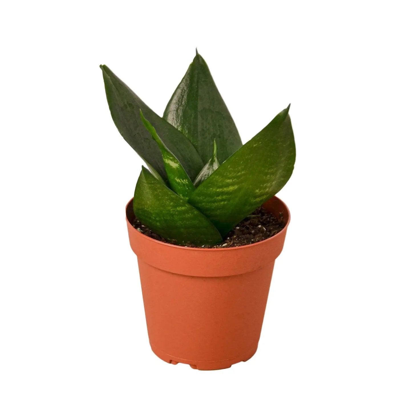 Snake Plant Jade Star HouseplantExperience.com