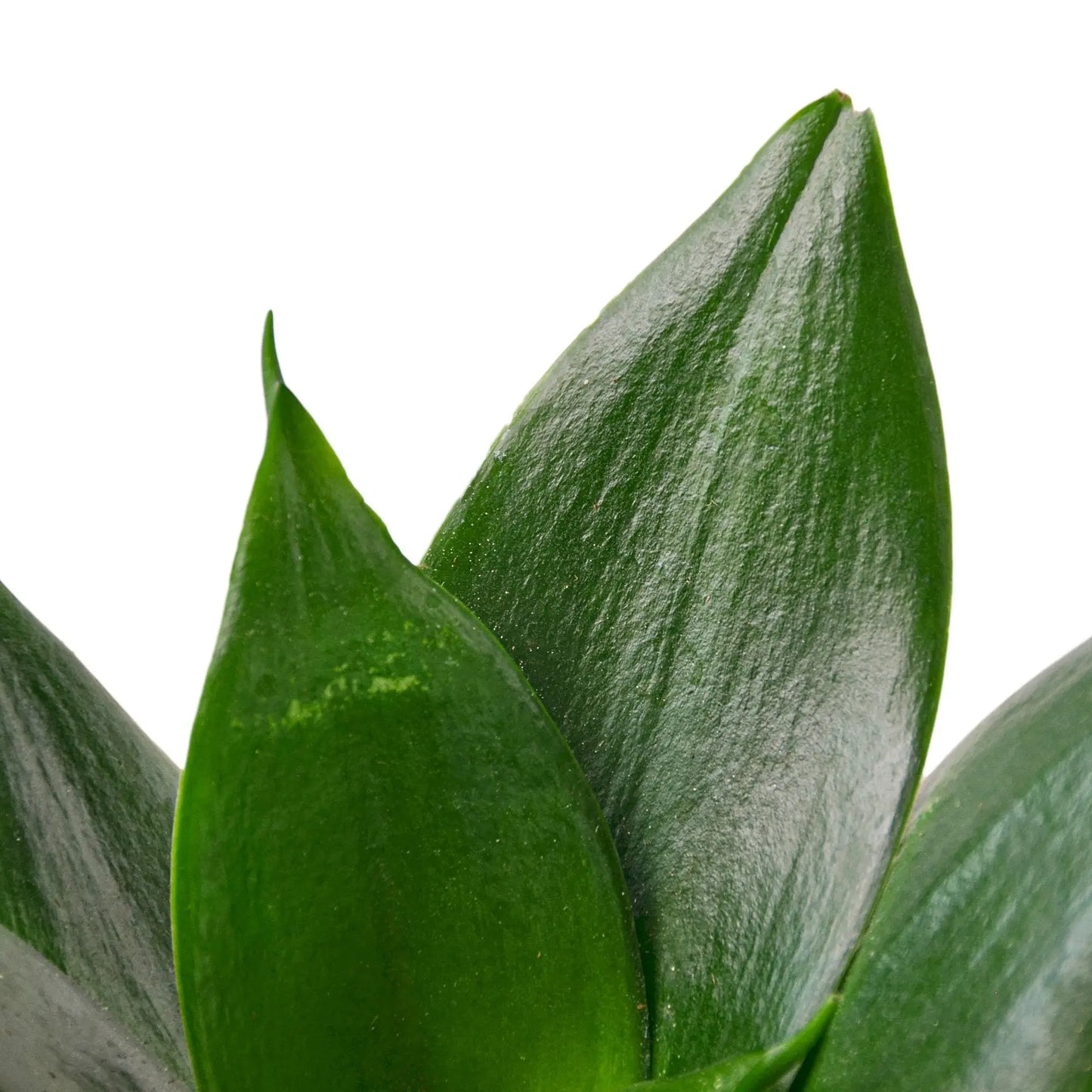 Snake Plant Jade Star HouseplantExperience.com
