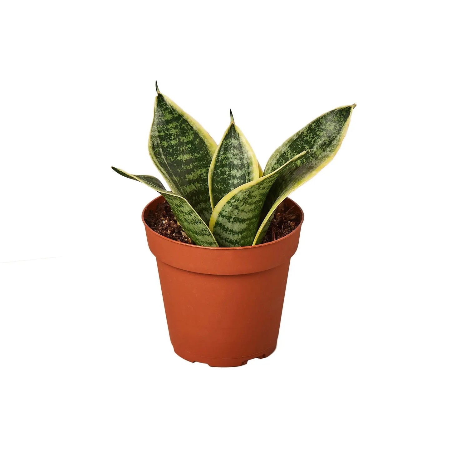 Snake Plant Laurentii Dwarf Snake Plant Laurentii Dwarf HouseplantExperience.com