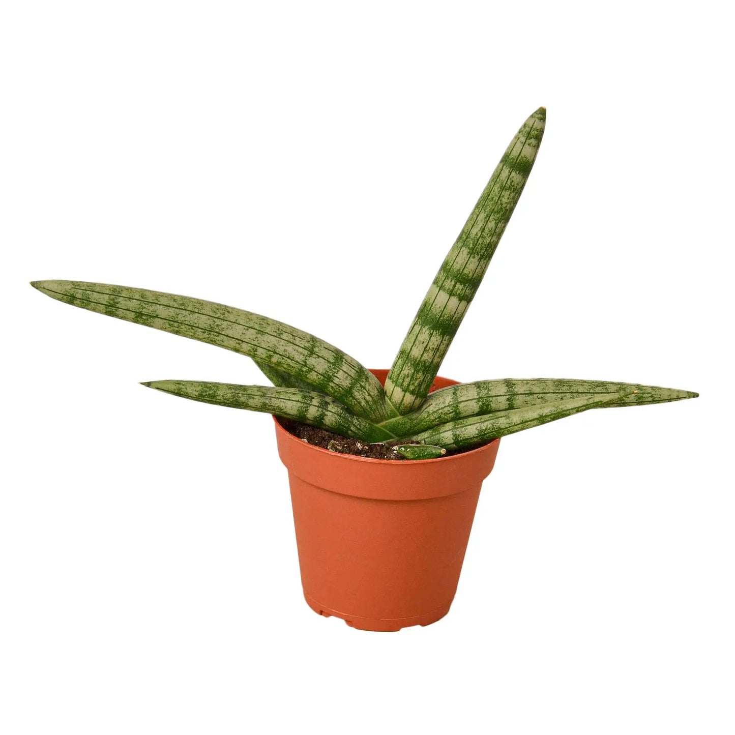 Snake Plant Starfish Snake Plant Starfish HouseplantExperience.com