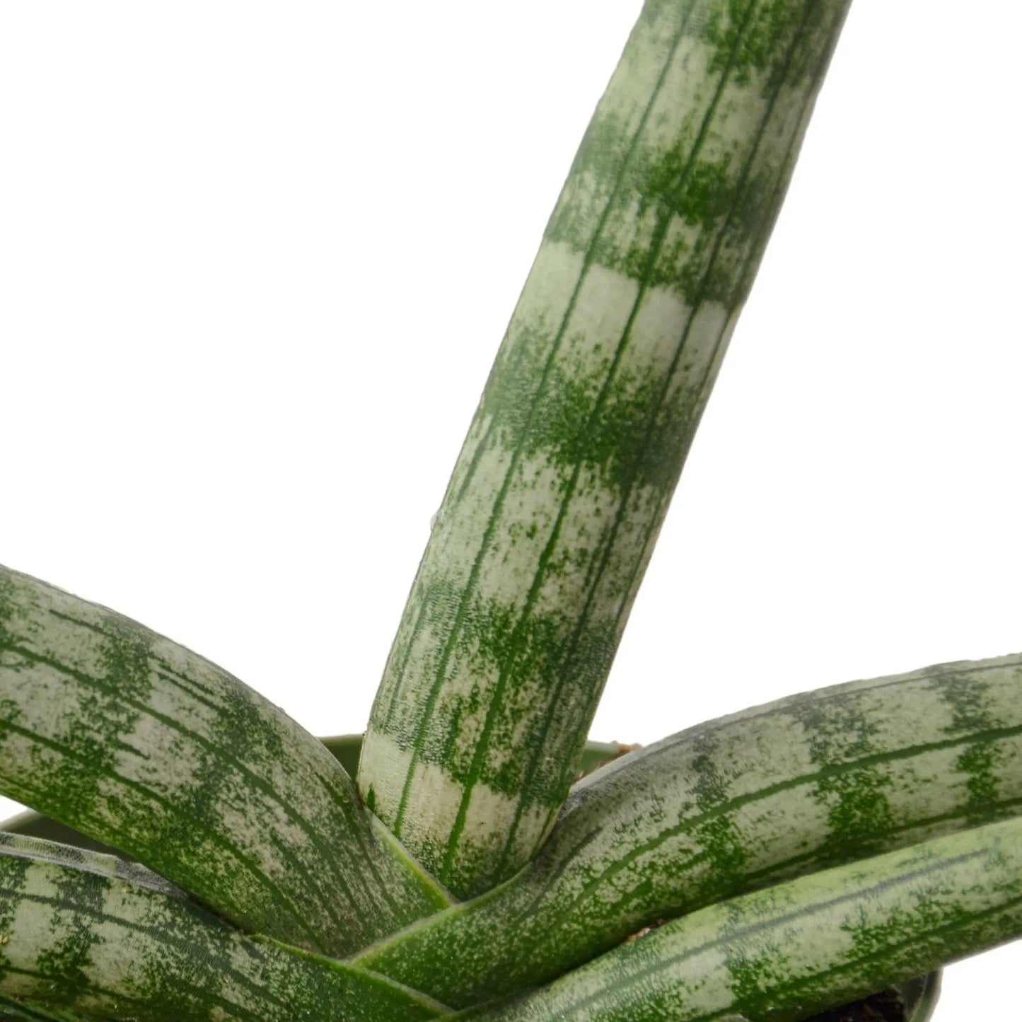Snake Plant Starfish Snake Plant Starfish HouseplantExperience.com