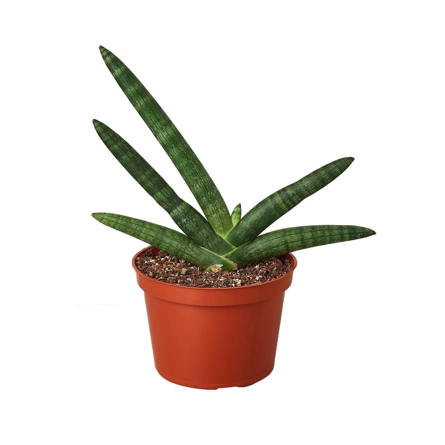 Snake Plant Starfish Snake Plant Starfish HouseplantExperience.com
