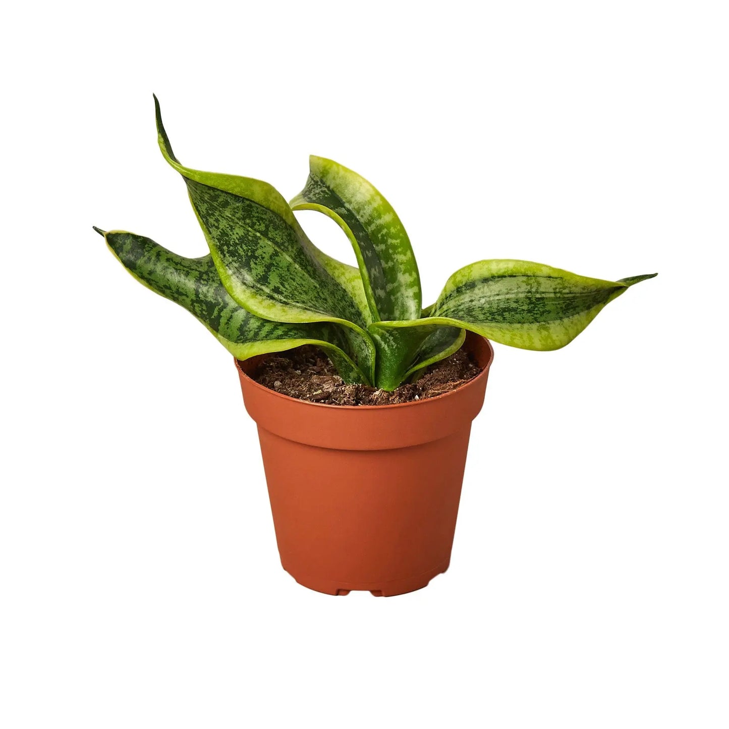 Snake Plant Twist HouseplantExperience.com