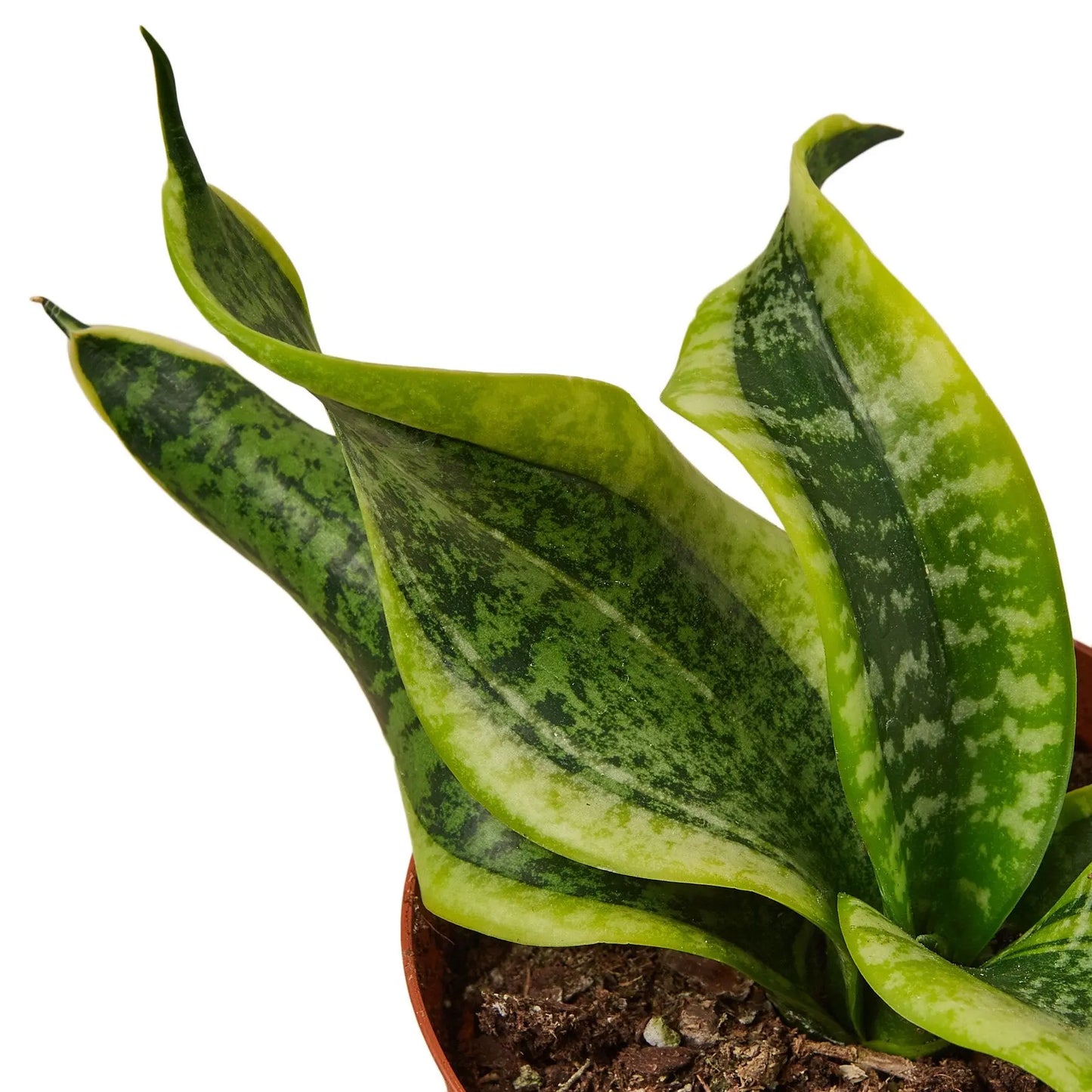 Snake Plant Twist HouseplantExperience.com