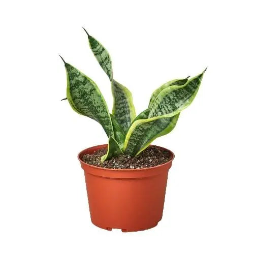 Snake Plant Twist HouseplantExperience.com