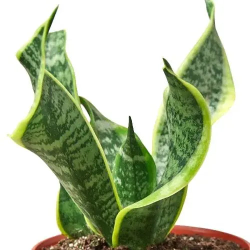 Snake Plant Twist HouseplantExperience.com