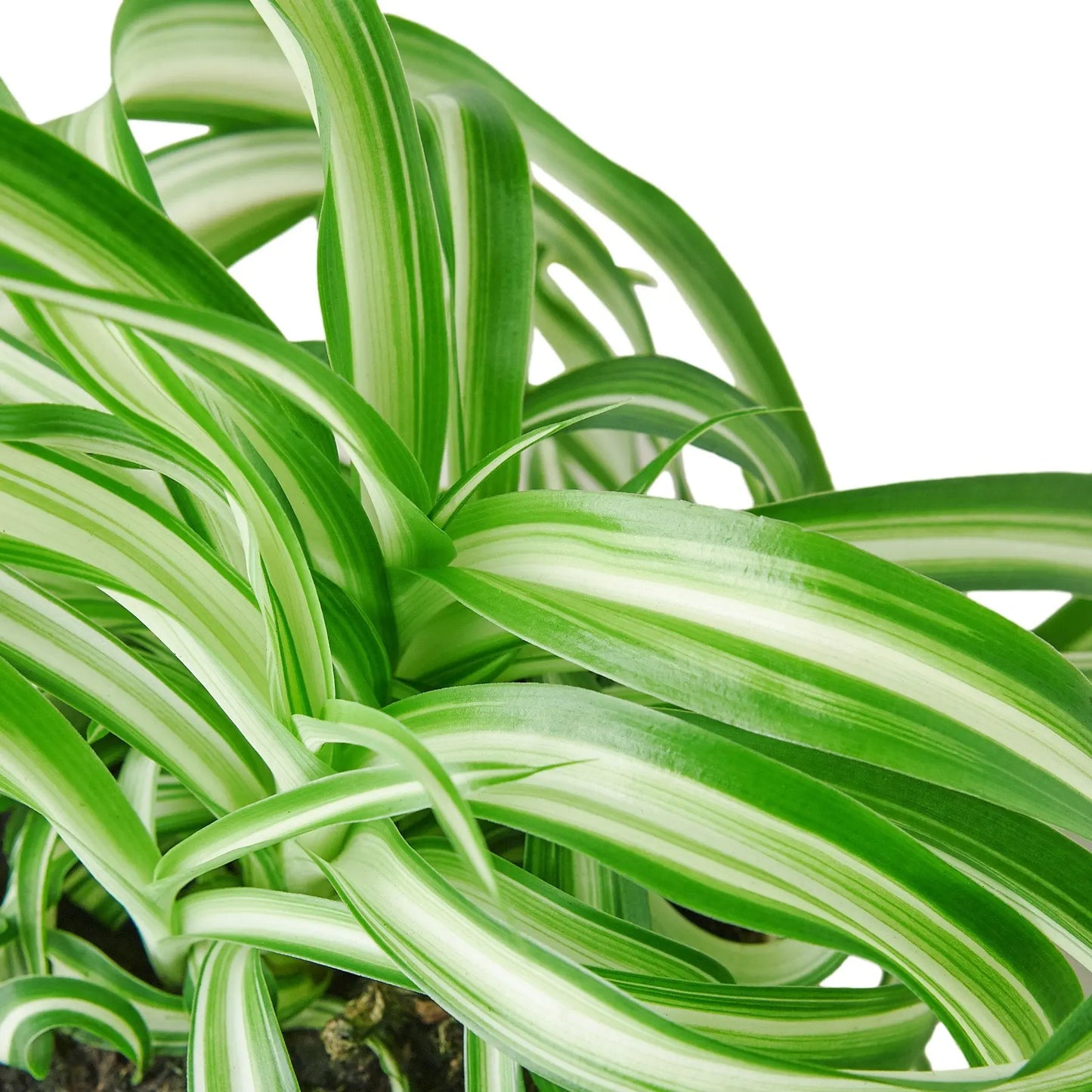 Spider Plant Bonnie Spider Plant Bonnie HouseplantExperience.com