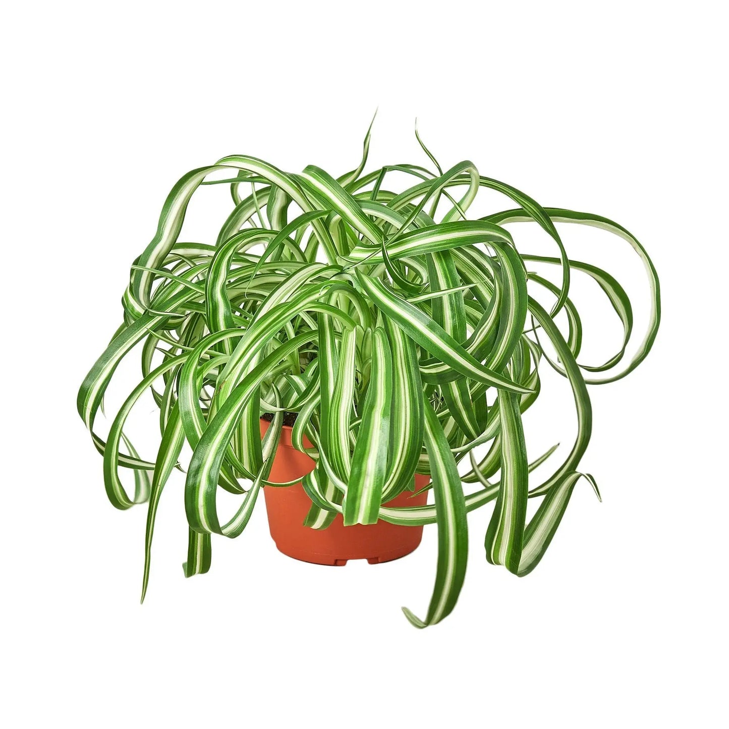 Spider Plant Bonnie Spider Plant Bonnie HouseplantExperience.com