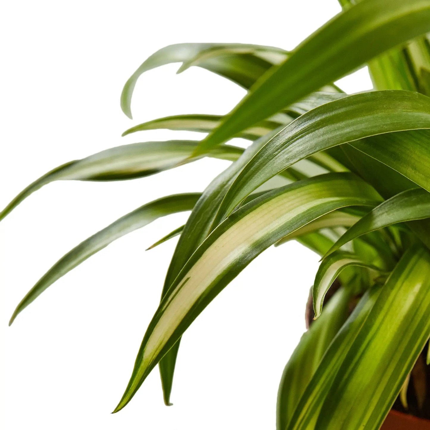 Spider Plant Hawaiian Spider Plant Hawaiian HouseplantExperience.com