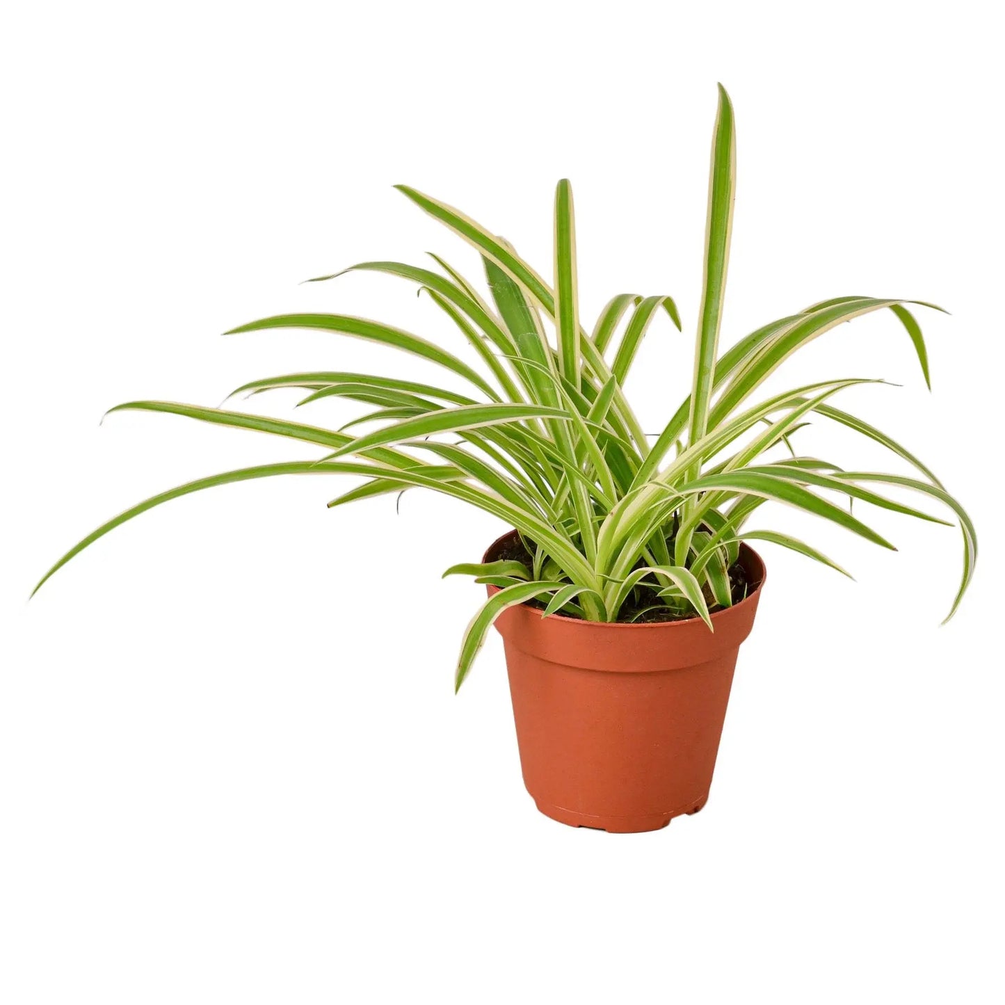 Spider Plant Reverse Spider Plant Reverse HouseplantExperience.com