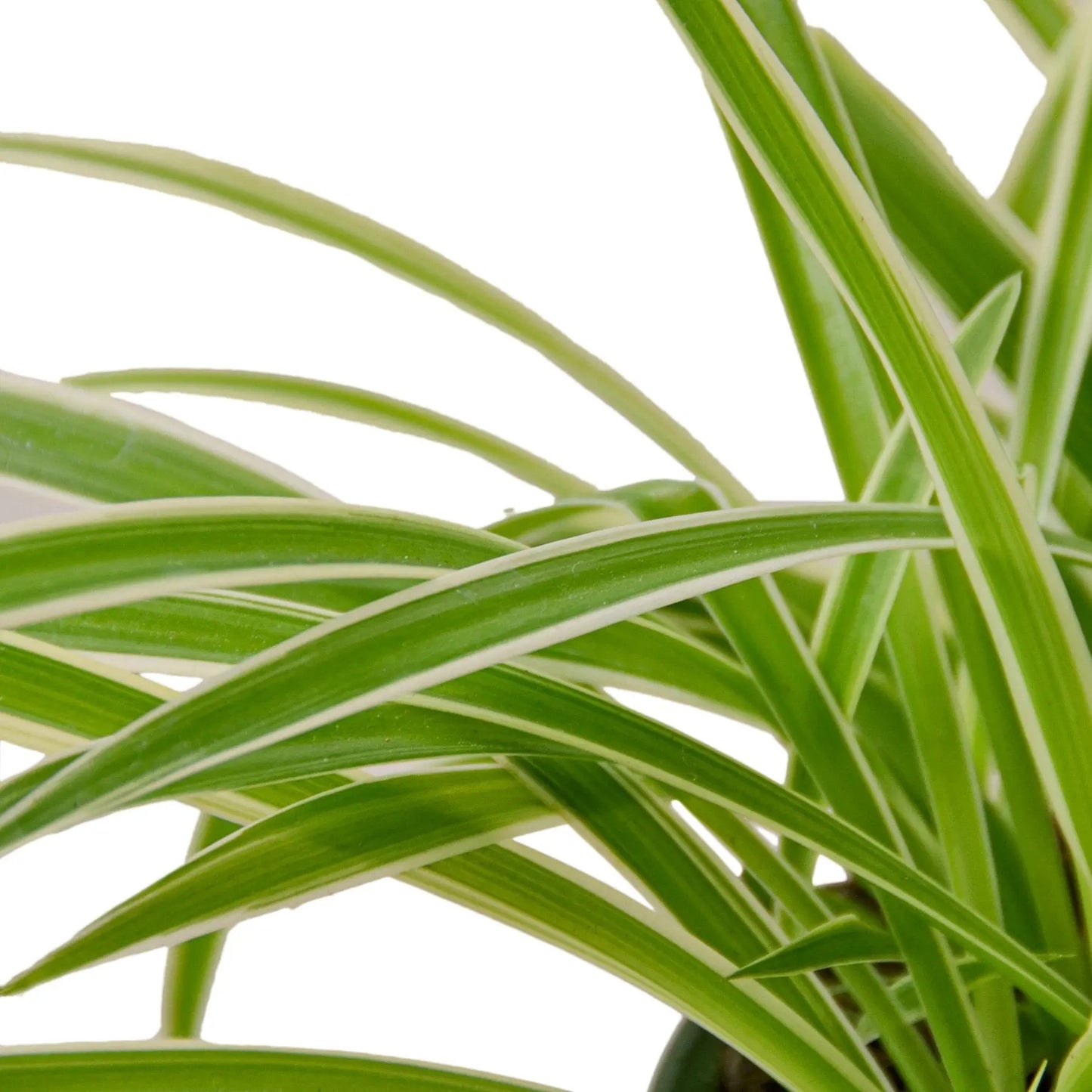 Spider Plant Reverse Spider Plant Reverse HouseplantExperience.com