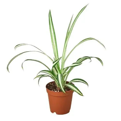 Spider Plant Reverse Spider Plant Reverse HouseplantExperience.com