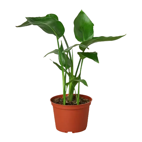 Strelitzia Nicolai 'White Bird of Paradise' Strelitzia Nicolai 'White Bird of Paradise' HouseplantExperience.com