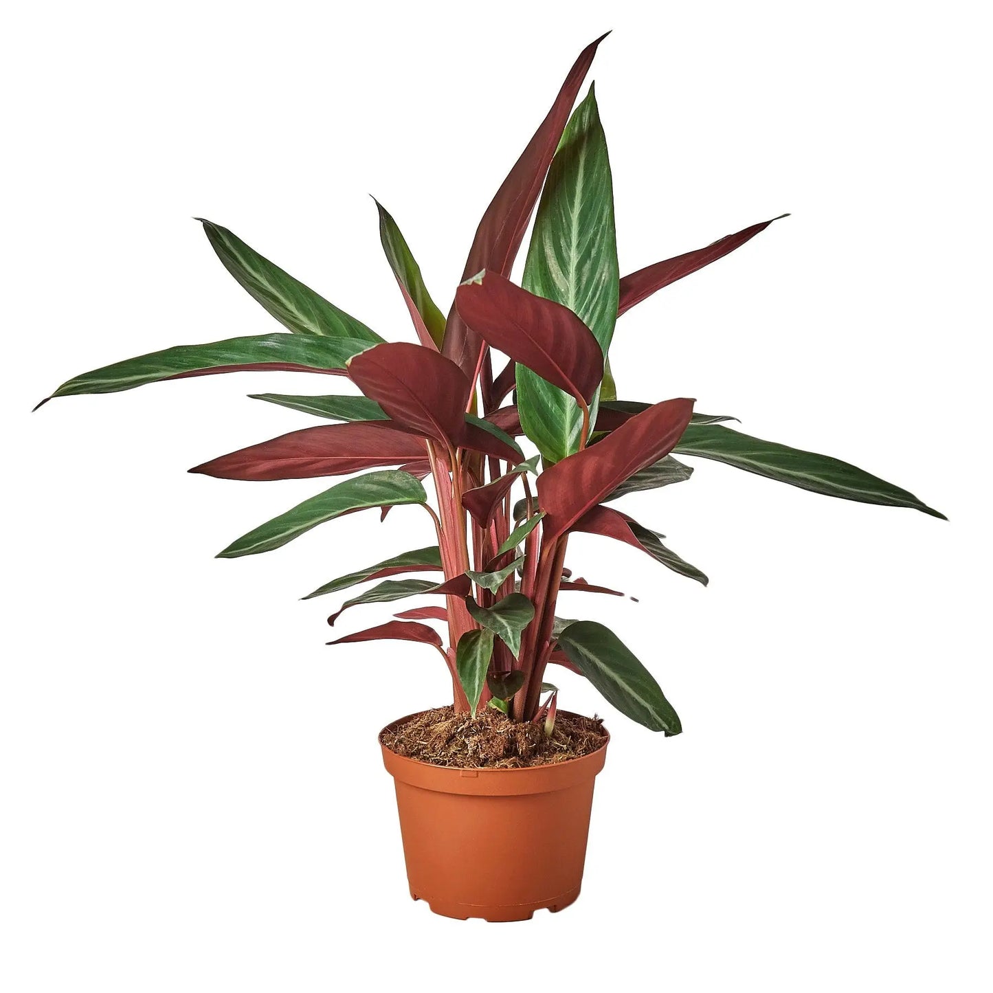 Stromanthe Sanguinea Stromanthe Sanguinea HouseplantExperience.com