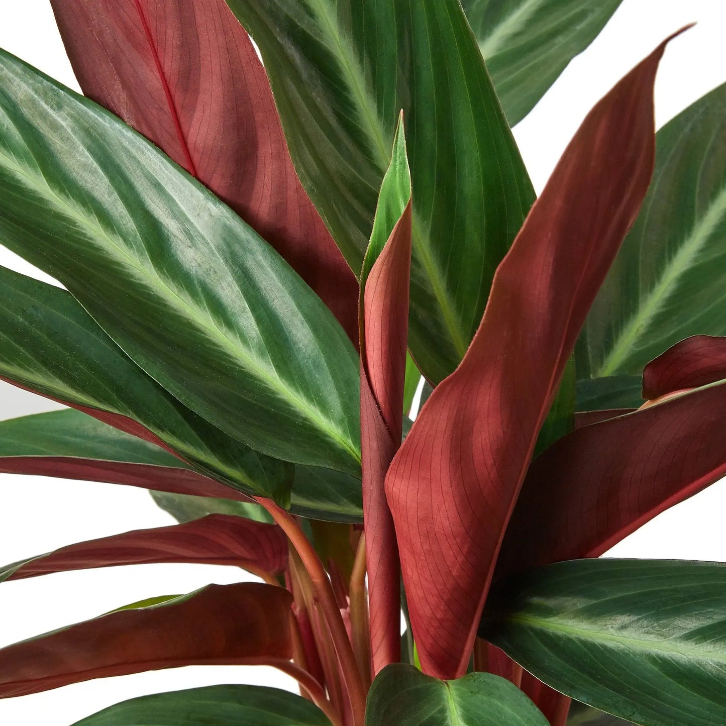 Stromanthe Sanguinea Stromanthe Sanguinea HouseplantExperience.com