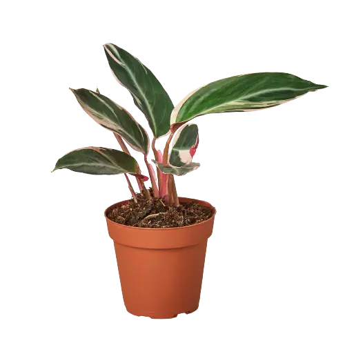 Stromanthe Triostar Stromanthe Triostar HouseplantExperience.com