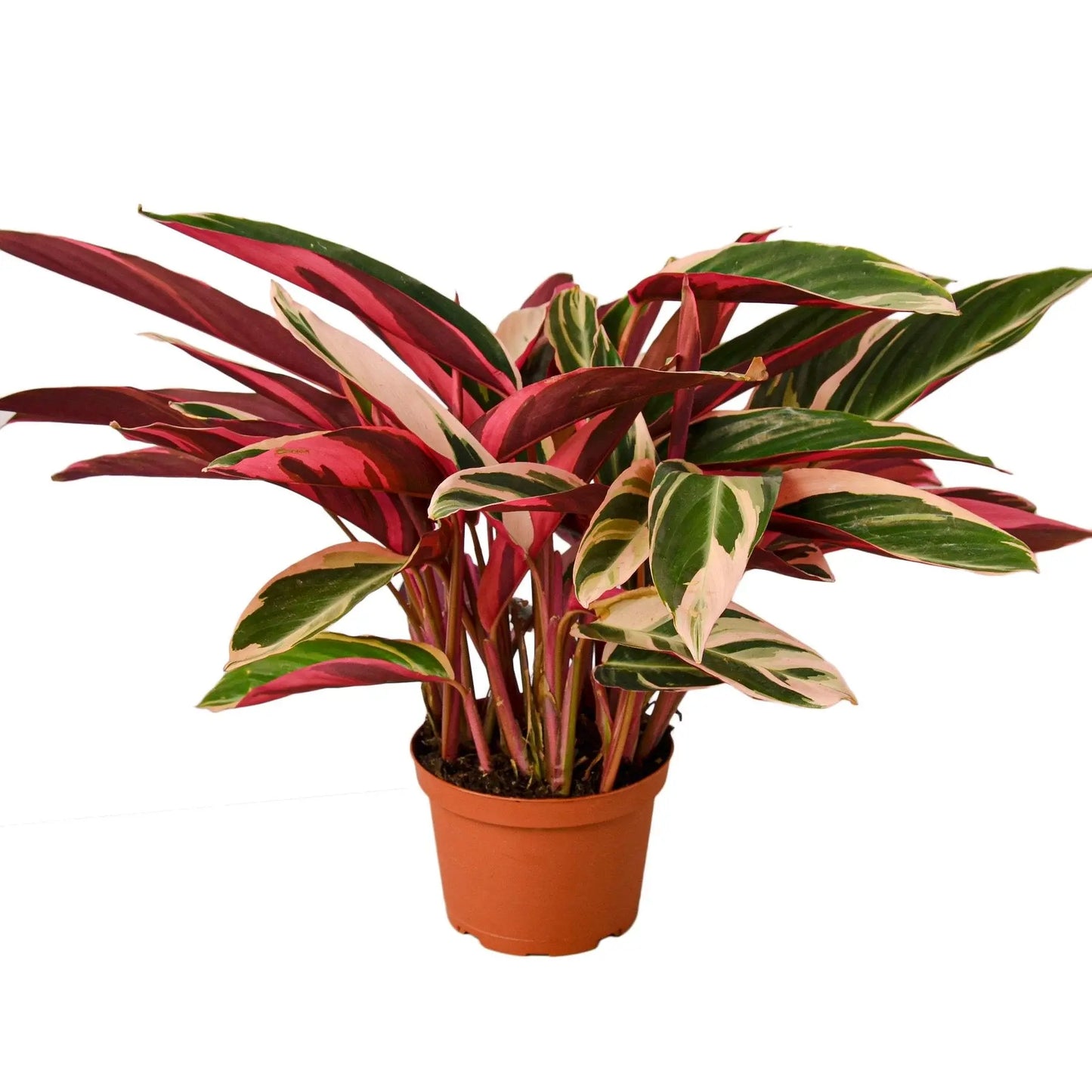 Stromanthe Triostar Stromanthe Triostar HouseplantExperience.com