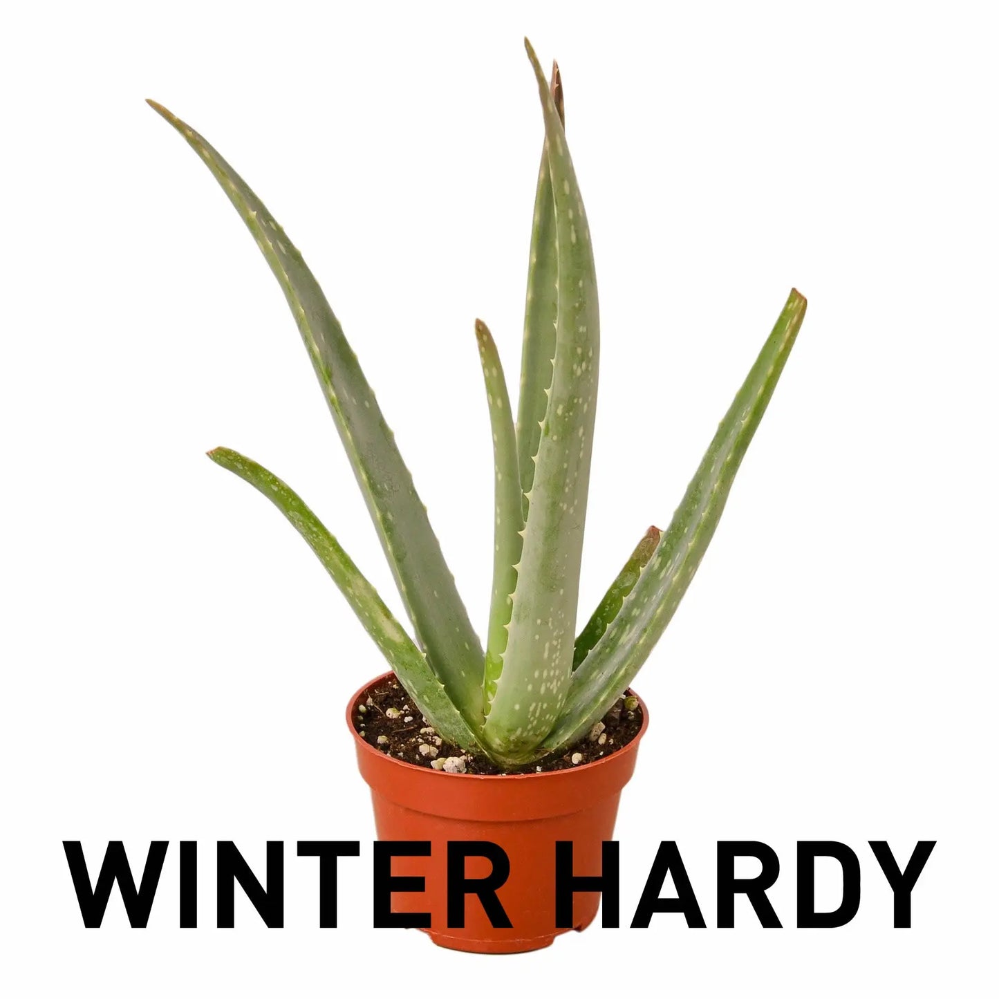 Aloe Vera Succulent Aloe Vera HouseplantExperience.com