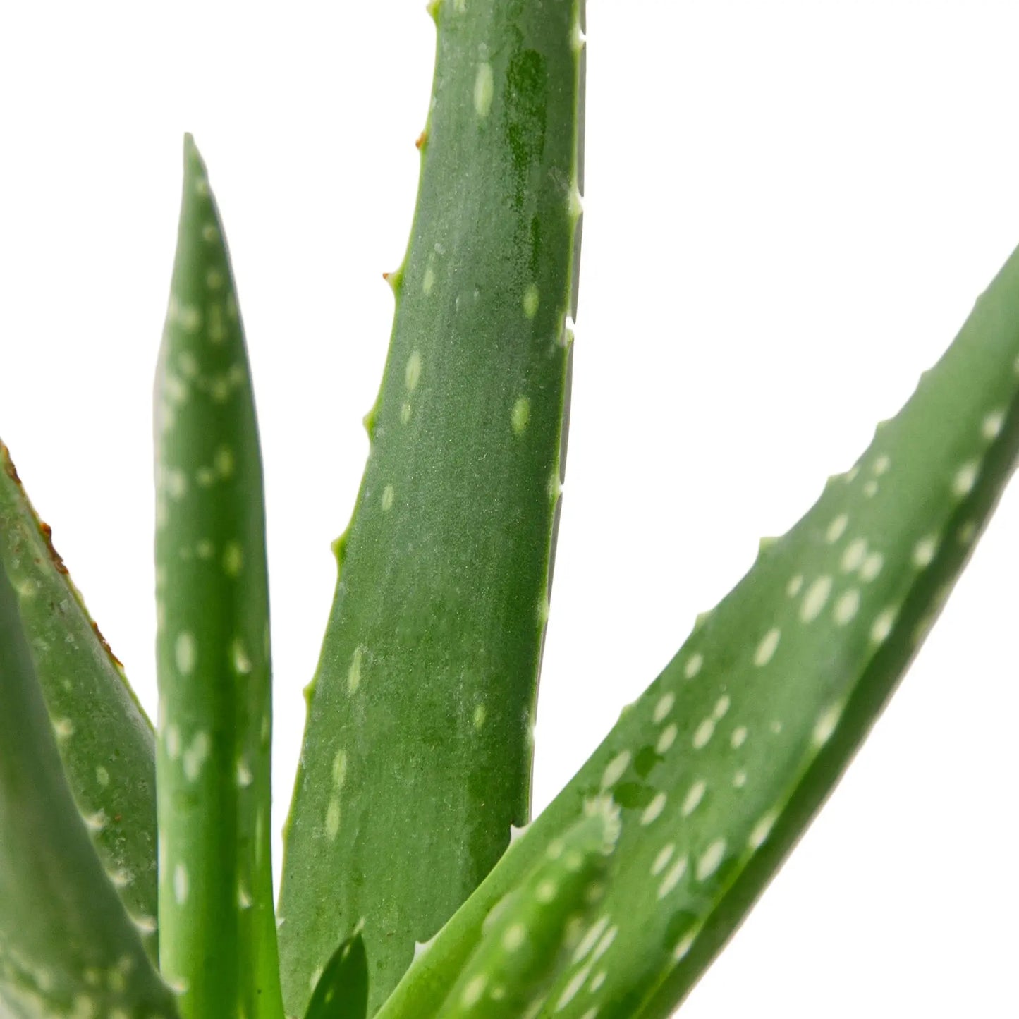 Aloe Vera Succulent Aloe Vera HouseplantExperience.com