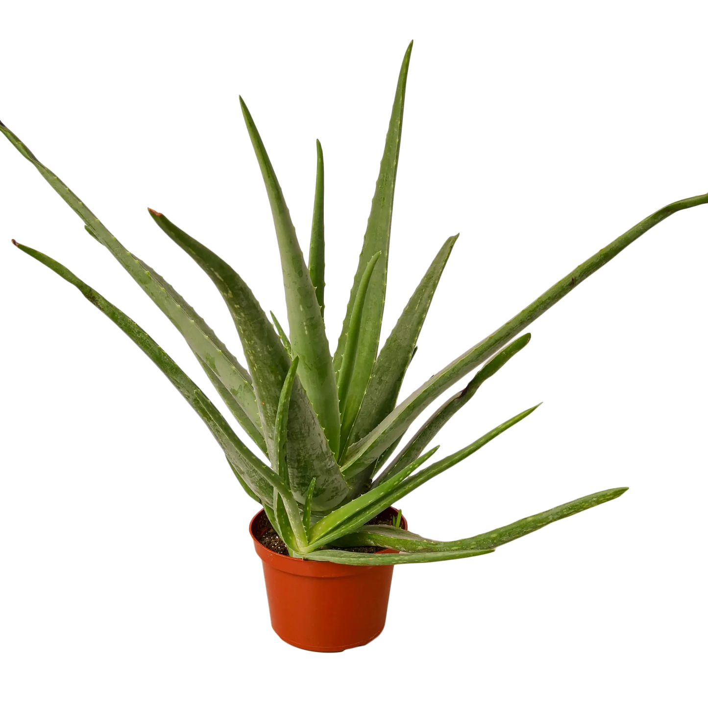 Aloe Vera Succulent Aloe Vera HouseplantExperience.com