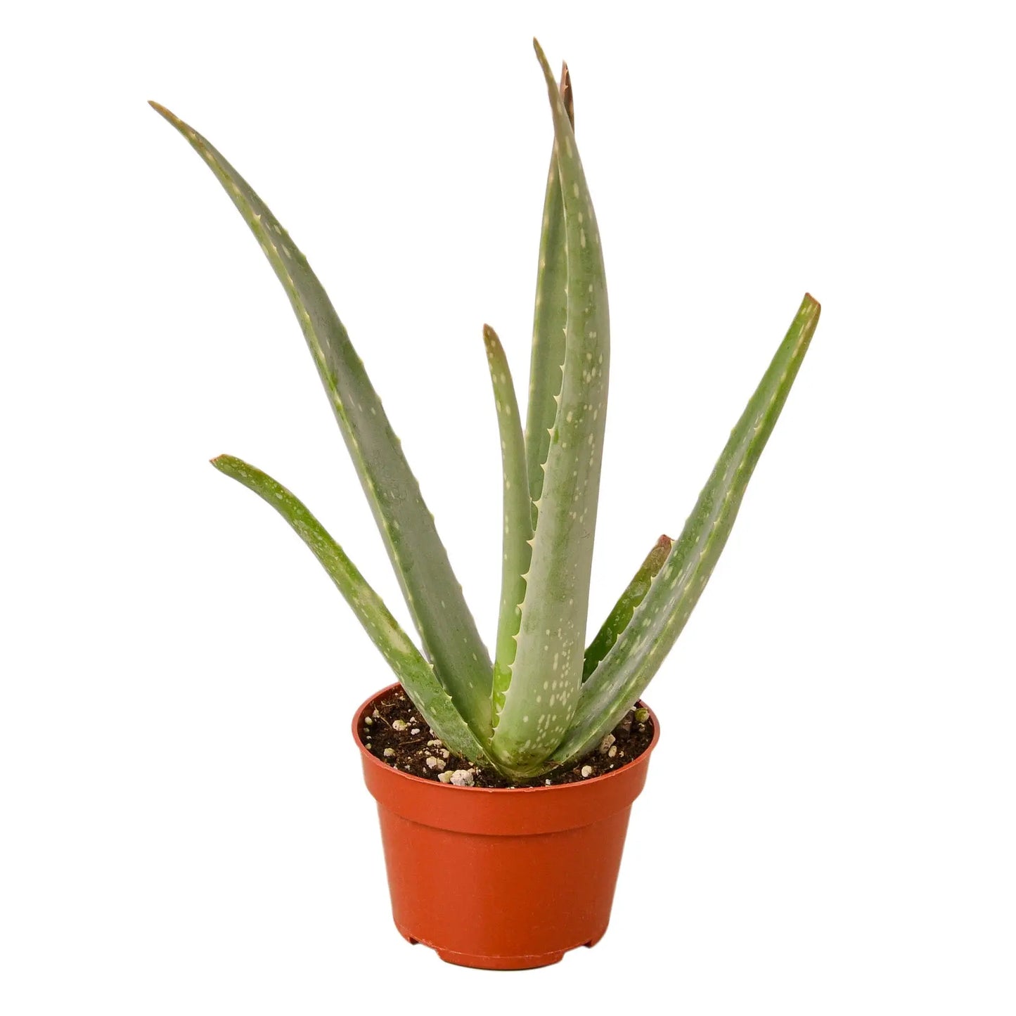 Aloe Vera Succulent Aloe Vera HouseplantExperience.com