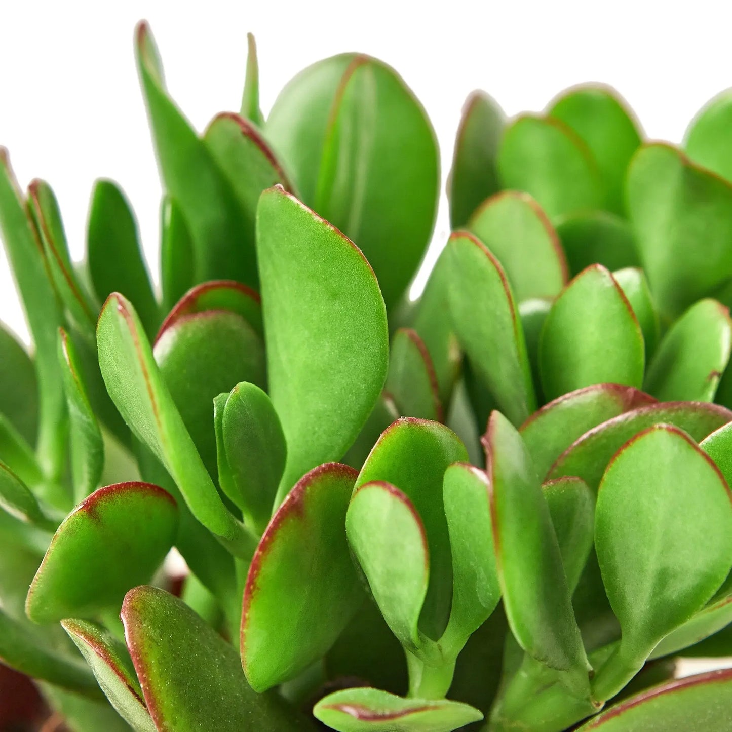 Succulent Crassula Jade Succulent Crassula Jade HouseplantExperience.com