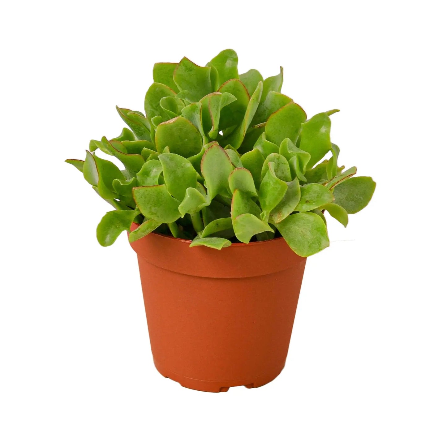 Succulent Crassula Jade Ripple Succulent Crassula Jade Ripple HouseplantExperience.com